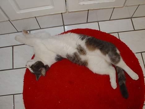 Blanding af racer Lillemis (Jegskalboher) - Jeg er en lækker skrue. billede 9