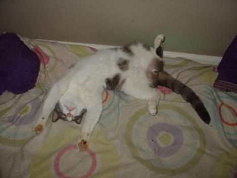 Blanding af racer Lillemis (Jegskalboher) - Op med hænderne. billede 10