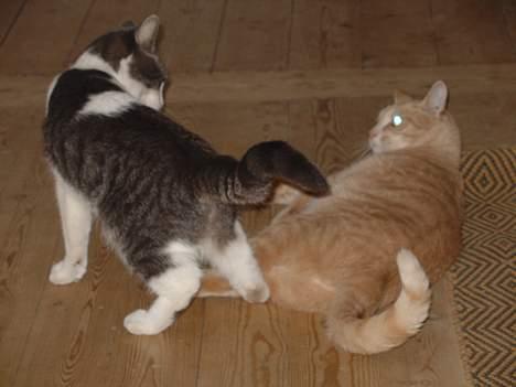 Blanding af racer Lillemis (Jegskalboher) - Leger med Nuggaboris, han ligger også her på siden. billede 11