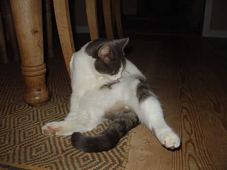 Blanding af racer Lillemis (Jegskalboher) - Er lidt tyk. billede 12