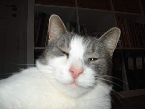 Blanding af racer Lillemis (Jegskalboher) - Er stadig lidt tyk. billede 13