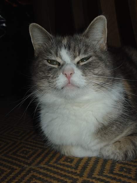 Blanding af racer Tove (missemor) - Lækker er jeg. billede 10