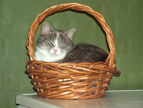 Blanding af racer Tove (missemor) - Kurven er lidt lille, men det går. billede 11