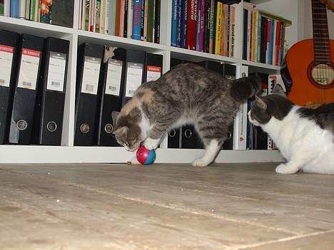 Blanding af racer Tove (missemor) - Leger med min søn lillemis, han ligger også på siden. billede 12