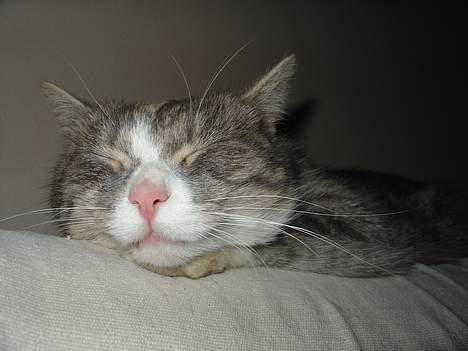 Blanding af racer Tove (missemor) - Er vel lidt nuttet. billede 13