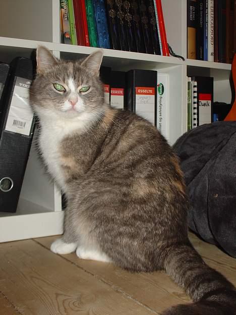 Blanding af racer Tove (missemor) - Hej. billede 14