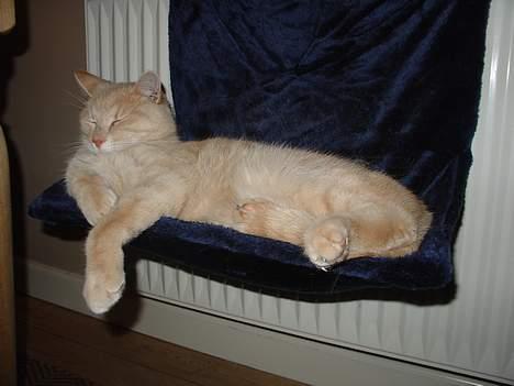 Blanding af racer Nugga Boris - Slapper af i hængekøjen. billede 14