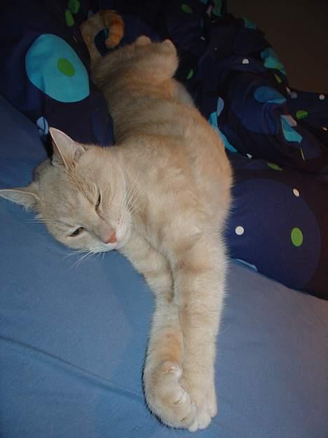 Blanding af racer Nugga Boris - Lang kat. billede 15