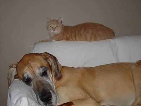 Blanding af racer Nugga Boris - Sover sammen med sin anden gule ven Tjalfe. Se ham under Grand danois på siden. billede 16