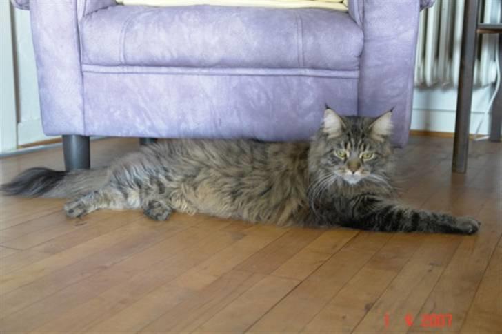 Maine Coon Oliver billede 10
