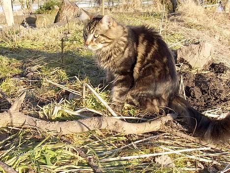 Maine Coon nemo billede 6