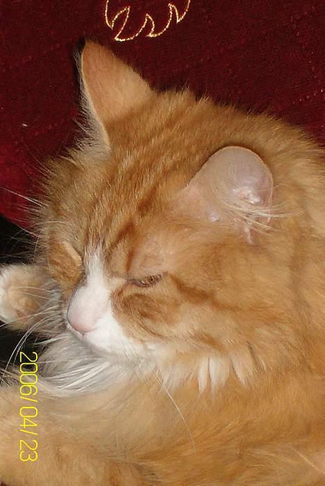 Maine Coon Lucas - Se mit smukke ansigt billede 1