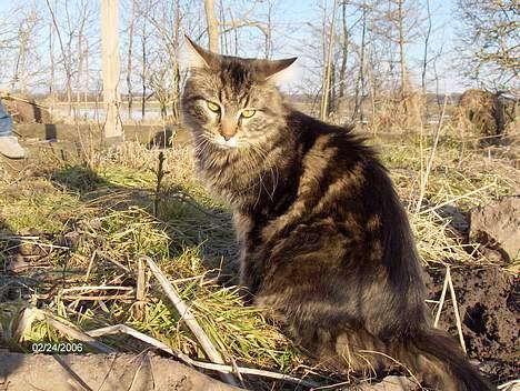 Maine Coon nemo billede 7