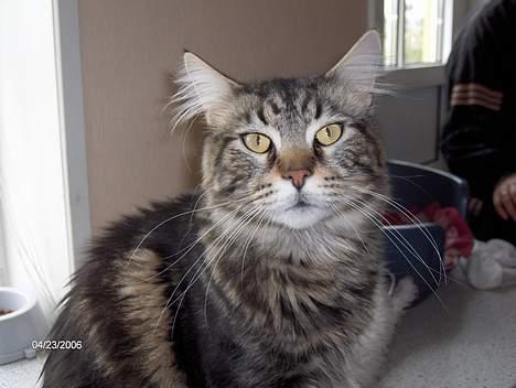 Maine Coon nemo billede 8