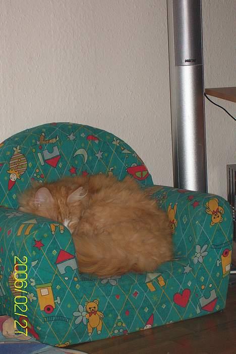 Maine Coon Lucas - Der lidt trængt men jeg skal jo have min søvn billede 2