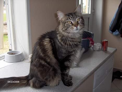 Maine Coon nemo billede 9