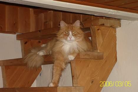 Maine Coon Lucas - Lidt støtte ellers falder jeg ned billede 3