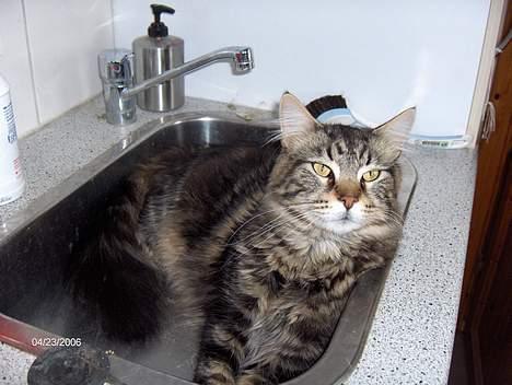 Maine Coon nemo billede 10