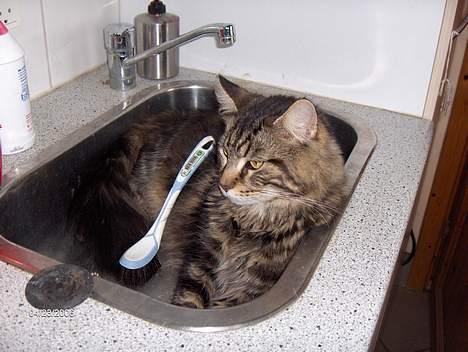 Maine Coon nemo billede 11