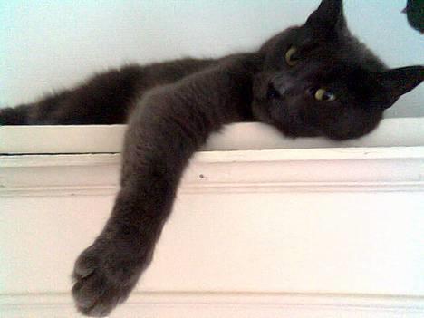 Huskat Mogens Mis - Så slappes der af! billede 1