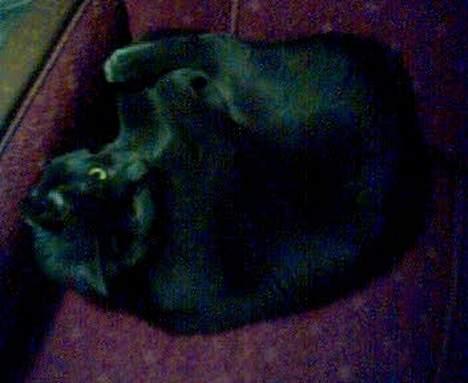 Huskat Mogens Mis - Skøn sofa. billede 2