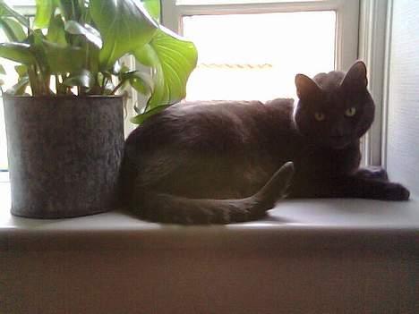 Huskat Mogens Mis - Den bedste plads i køkkenet billede 3