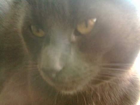 Huskat Mogens Mis - Gå væk -gider du? billede 4