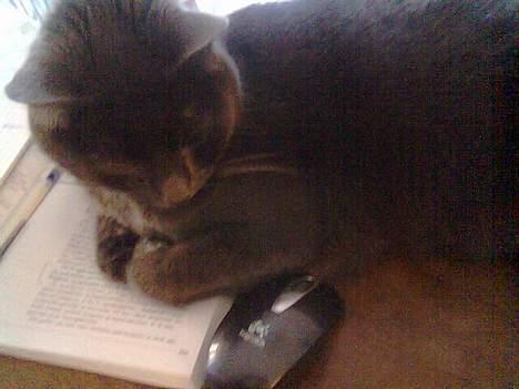 Huskat Mogens Mis - Holder lige øje med musen! billede 5