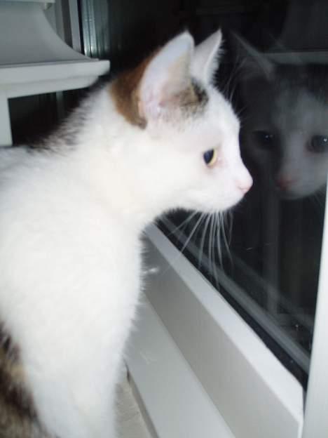 Huskat Gandhi billede 5