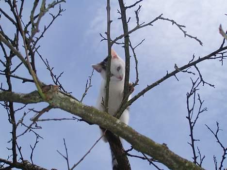 Huskat Gandhi billede 6