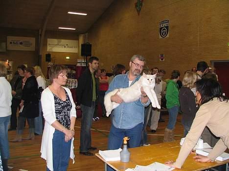 Maine Coon GIC Bright Star - Bedømmelse hos dommer.......Kolding 22/4 billede 13