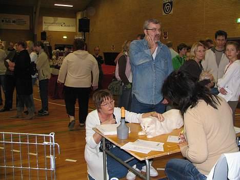 Maine Coon GIC Bright Star - Mere bedømmelse billede 14