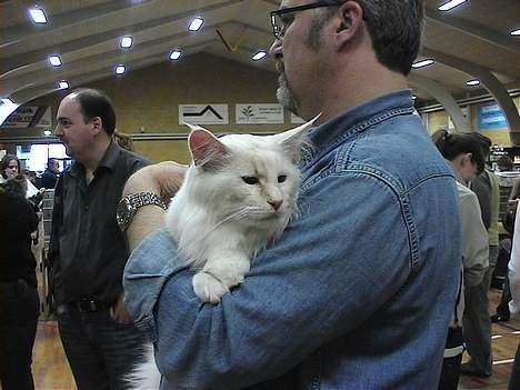Maine Coon GIC Bright Star - Hygger hos far inden bedømmelse...........Fotograf Lena C billede 15