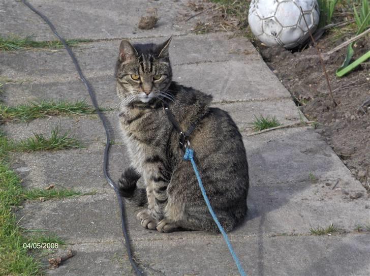 Huskat Felix - felix nyder livet ude i haven billede 8