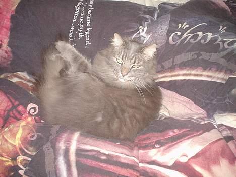 Norsk Skovkat Jaques billede 8