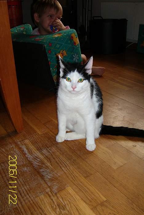 Huskat Molly **Død 29 maj 2006** billede 1