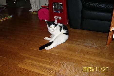 Huskat Molly **Død 29 maj 2006** billede 3