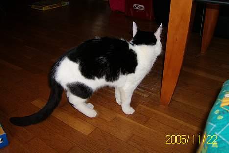 Huskat Molly **Død 29 maj 2006** billede 6