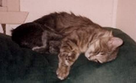 Korat Lucky - Lucky og Fluffy i Australien i slutningen af 2000, kort efter at Lucky flyttede ind hos os. billede 13