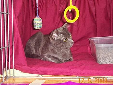 Korat Lucky - Lucky i Australien, på hans første udstilling. billede 14