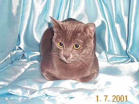 Korat Lucky - Lucky på udstilling i Melbourne, ca. 9 mdr gammel billede 15