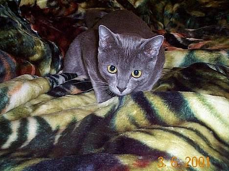 Korat Lucky - Lucky da han var stor killing i Australien. billede 16