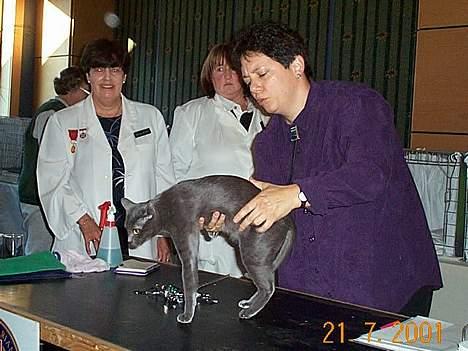 Korat Lucky - Lucky bedømmes på udstilling i Canberra, Australien billede 17