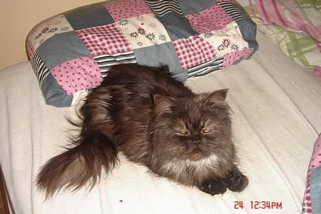 Perser Lulu - -Lulu, en lille efter middags søvn ;p billede 1