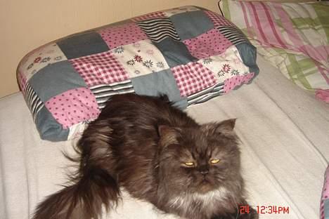 Perser Lulu - -Lulu, vækket på sengen ;p billede 2