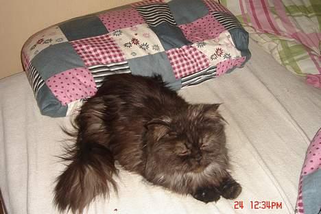 Perser Lulu - -Lulu igen ;p billede 3