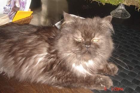 Perser Lulu - -Lulu, Frøken Fotogen ;p billede 4