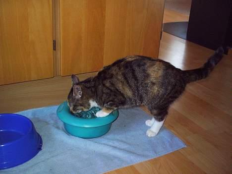 Blanding af racer Gibbi billede 10