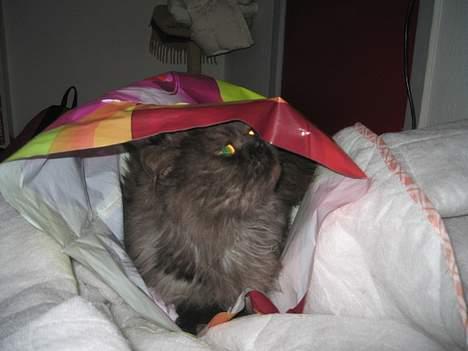 Perser Lulu - -Lulu, i hendes elskede plasticpose billede 5