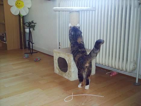 Blanding af racer Gibbi - kradse kradse billede 11